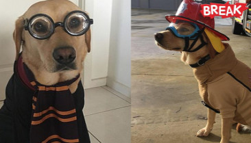Adorable ‘crisis dog’ helps firefighters deal with stress as they work far from home for weeks