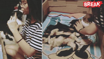 Adorable moment puppies lines up to receive goodnight kisses from owner