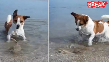 Cute moment dog receives sudden attacks from crab on beach