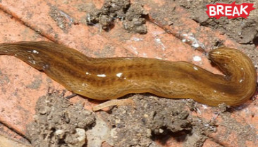 Flesh-eating worm from Argentina invades mainland Europe
