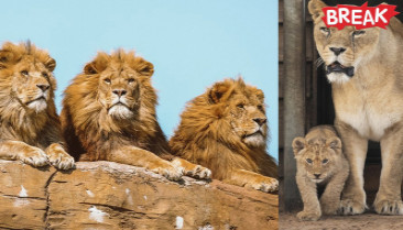 Lustful male lion has 7 cubs after mating with two lionesses
