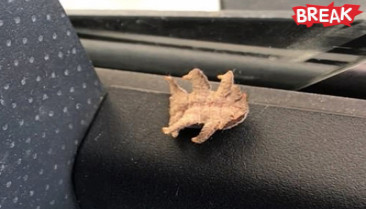 Driver finds a six-legged creature with weird sting crawling inside his car