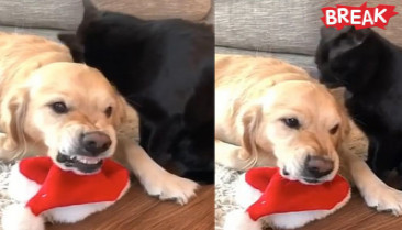 Hilarious moment dog greatly annoyed as black cat keeps grooming it