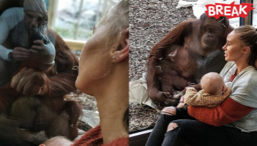 Tearful moment orangutan who had stillbirth watches over mother breastfeeding baby at Vienna Zoo